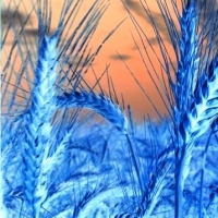 Пшеница содержит углеводы, которые быстро повышают уровень сахара в крови.