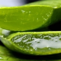 Wie man natürlich dickere Wimpern bekommt: Ricinolsäure: Aloe: Eier: grüner Tee: