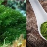 Spirulina: pożywienie, które powinno być w Twojej diecie po 40 latach   