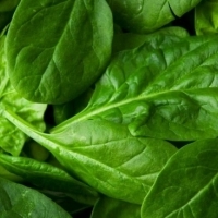 Spinat: Superfoods, die nach 40 Lebensjahren in Ihrer Ernährung enthalten sein sollten