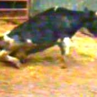 4SEASONS stop half step DIET 7:4PORYROKU zatrzymaj się wpół kroku DIETA7: 4JAHRESZEITEN Halt an Halbschritt DIÄT7: