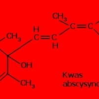 4SEASONS stop half step DIET 7:4PORYROKU zatrzymaj się wpół kroku DIETA7: 4JAHRESZEITEN Halt an Halbschritt DIÄT7:
