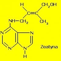 4SEASONS stop half step DIET 7:4PORYROKU zatrzymaj się wpół kroku DIETA7: 4JAHRESZEITEN Halt an Halbschritt DIÄT7: