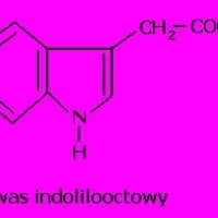 4SEASONS stop half step DIET 7:4PORYROKU zatrzymaj się wpół kroku DIETA7: 4JAHRESZEITEN Halt an Halbschritt DIÄT7: