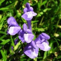 Bajkalina – czym jest i jak prowadzi do długowieczności?