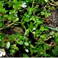 Zioła brahmi –  na kłopoty z pamięcią, ADHD, Alzheimera i Parkinsona. Bacopa monnieri