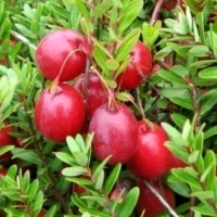 Żurawina wielkoowocowa MCFARLIN.  Vaccinium macrocarpon MCFARLIN.