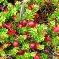 Żurawina wielkoowocowa MCFARLIN.  Vaccinium macrocarpon MCFARLIN.