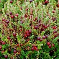 Żurawina wielkoowocowa MCFARLIN.  Vaccinium macrocarpon MCFARLIN.