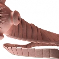 Pasożyty przewodu pokarmowego. Krótka charakterystyka