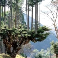 Daisugi: Japońska technika leśna tworzenia platformy drzewnej na innych drzewach.