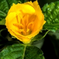 ZIELE DAMIANA (Turnera diffusa)