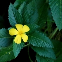 ZIELE DAMIANA (Turnera diffusa)