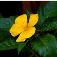 ZIELE DAMIANA (Turnera diffusa)