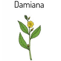 ZIELE DAMIANA (Turnera diffusa)