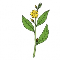 ZIELE DAMIANA (Turnera diffusa)