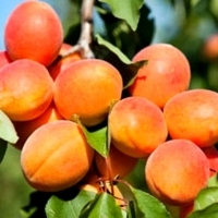 Morela ZALESZCZYCKA obficie owocuje, mrozoodporna. Prunus Armeniaca L.