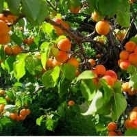 Morela ZALESZCZYCKA obficie owocuje, mrozoodporna. Prunus Armeniaca L.