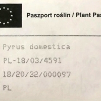 Grusza Faworytka - KLAPSA. Pyrus Domestica.