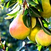 Grusza Faworytka - KLAPSA. Pyrus Domestica.