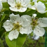 Drzewko owocowe Grusza odmiana Bonkreta Williamsa. Pyrus communis.