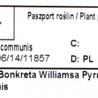 Drzewko owocowe Grusza odmiana Bonkreta Williamsa. Pyrus communis.