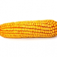 Jak to było z kukurydzą?