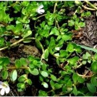 Brahmi herbs - for memory problems, ADHD, Alzheimers and Parkinsons. Bacopa monnieri