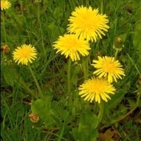 Jakie są magiczne właściwości mniszka lekarskiego?