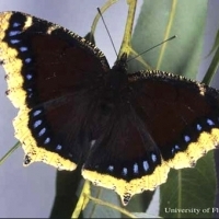 Chrysalis of Nymphalis antiopa.