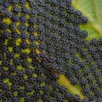 Chrysalis of Nymphalis antiopa. 