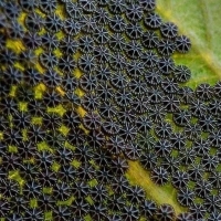 Chrysalis of Nymphalis antiopa.