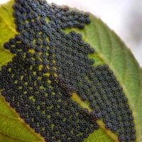 Chrysalis of Nymphalis antiopa.