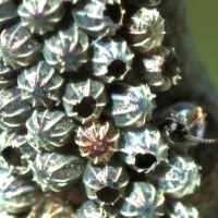 Chrysalis of Nymphalis antiopa.