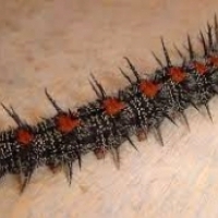 Chrysalis of Nymphalis antiopa.