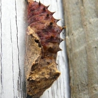 Chrysalis of Nymphalis antiopa. 