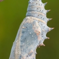 Chrysalis of Nymphalis antiopa. 