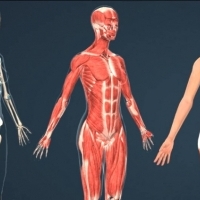The human body in the form of numbers: