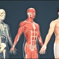 The human body in the form of numbers: