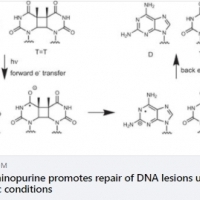 2,6-diaminopurine promotes repair of DNA lesions under prebiotic conditions