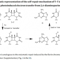 2,6-diaminopurine promotes repair of DNA lesions under prebiotic conditions