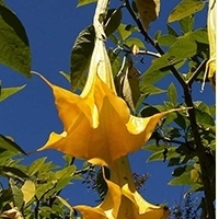 El Floripondio, potencjalnie śmiertelna roślina halucynogenna używana w czasach prehiszpańskich w Meksyku. Datura. Angel's Trumpet,