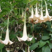El Floripondio, potencjalnie śmiertelna roślina halucynogenna używana w czasach prehiszpańskich w Meksyku. Datura. Angel's Trumpet,