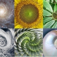 Spirala Fibonacciego, podobnie jak wiele naturalnych układów organicznych i nieorganicznych, rośnie w wyniku rekurencji.