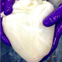 Eksperymentalne „serce ducha” wolne od komórek duchowego serca.