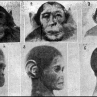Eksperymenty dr Iwanowa mające na celu stworzenie hybryd małp i ludzi.