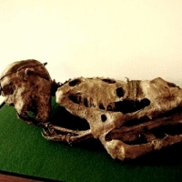 W piwnicy starego domu w Londynie znaleziono ciała dziwnych stworzeń: