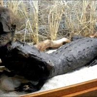 Jake - Alligator Man, zmumifikowany pół-człowiek pół-aligator.