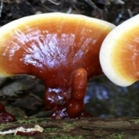 REISHI Grzyby lecznicze w hodowli przy domu. Lakownica lśniąca, Reishi (Ganoderma lucidum).