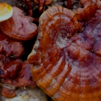 REISHI Grzyby lecznicze w hodowli przy domu. Lakownica lśniąca, Reishi (Ganoderma lucidum).